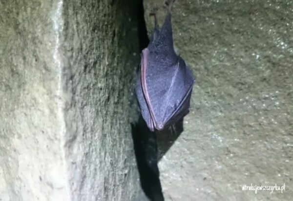 Nietoperze w jaskini w Szczyrku